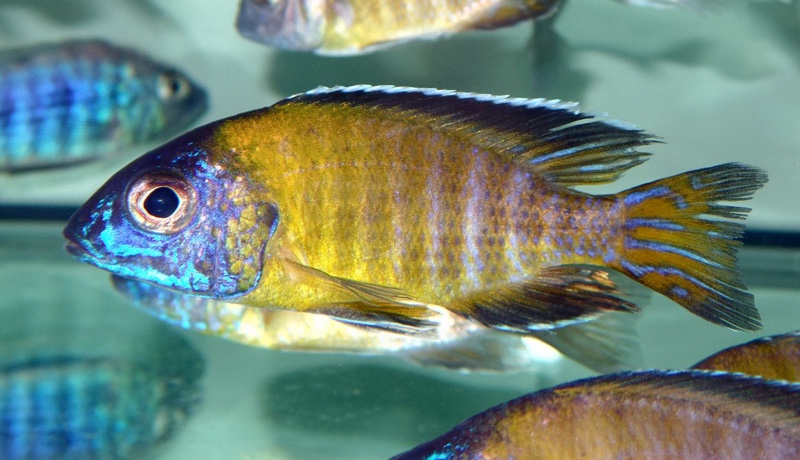 Aulonocara stuartgranti 'Lundo Island'